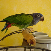 Blue-headed Parrot